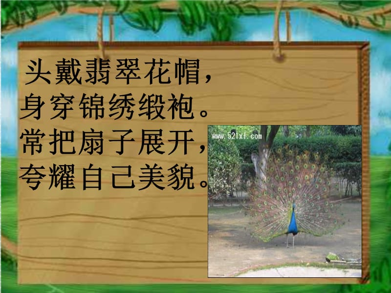 动物名片设计E林秀兰.ppt_第1页