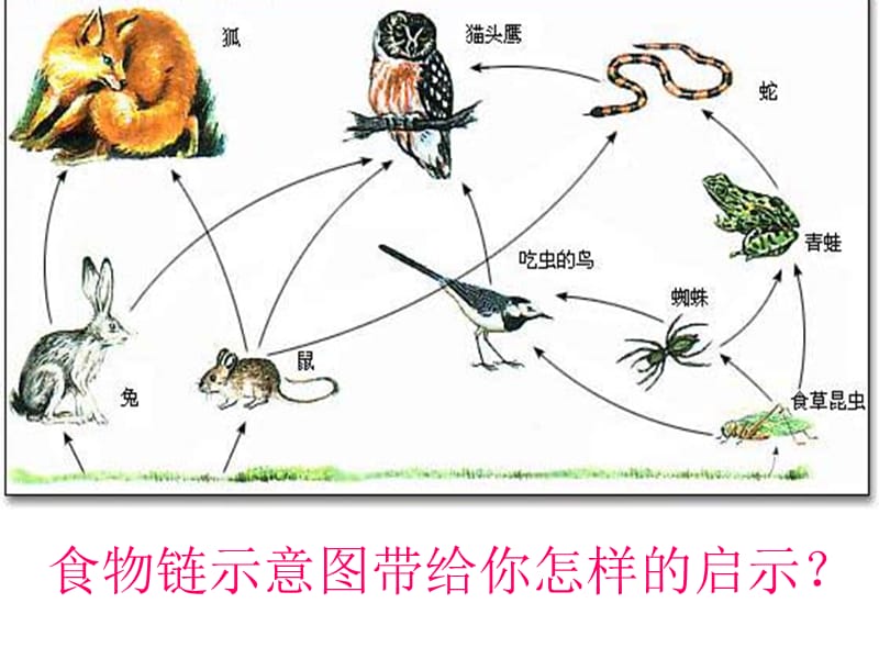 保护野生动物主题班会.ppt_第2页