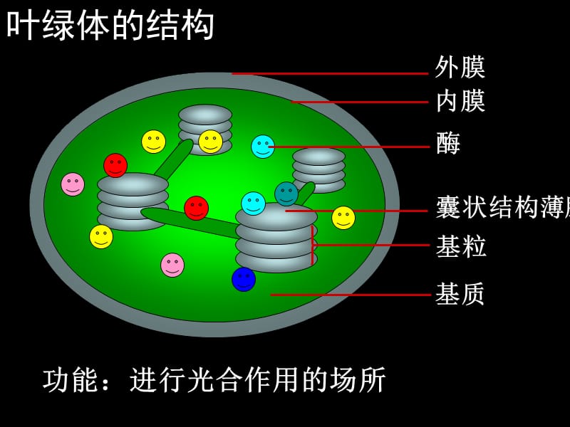 光合作用和呼吸作用.ppt_第2页