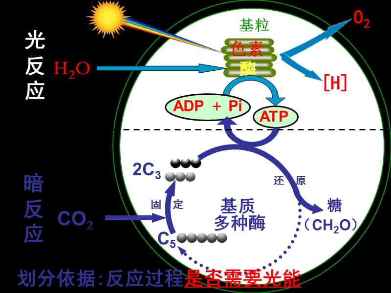 光合作用和呼吸作用.ppt_第3页