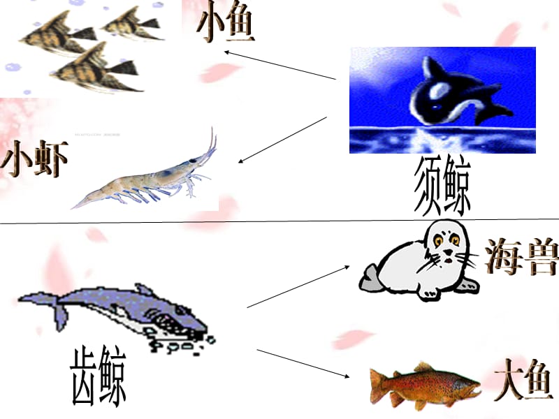 五年级语文《鲸》课文解析第四段.ppt_第3页