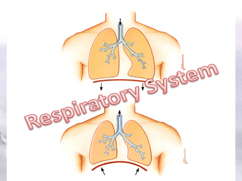 双语医学课件1-呼吸系统PulmonarySystem.ppt_第2页