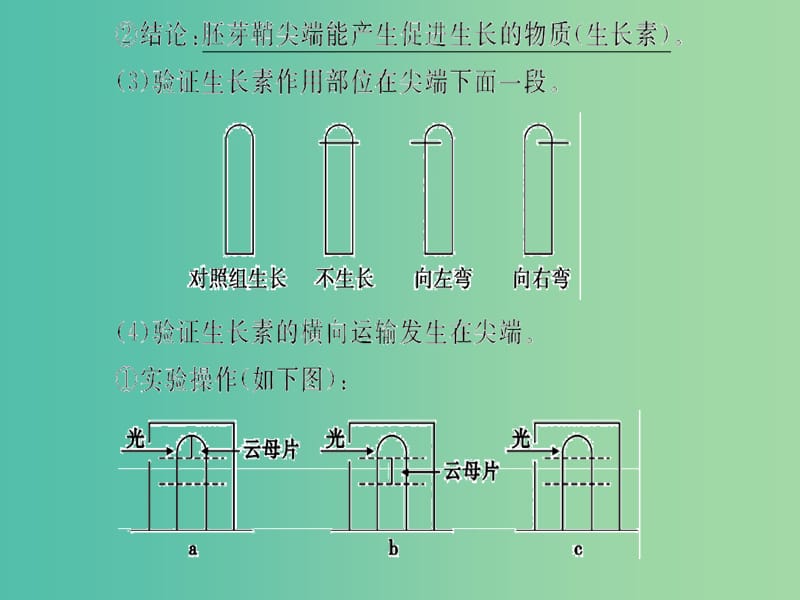 高三生物二轮复习 第一部分 知识落实篇 专题五 生命活动的调节 第3讲 植物的激素调节课件.ppt_第3页