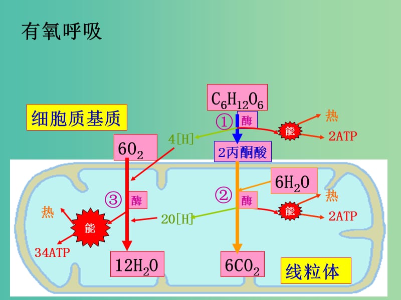 高中生物《3.4细胞呼吸》课件 浙科版必修1.ppt_第2页