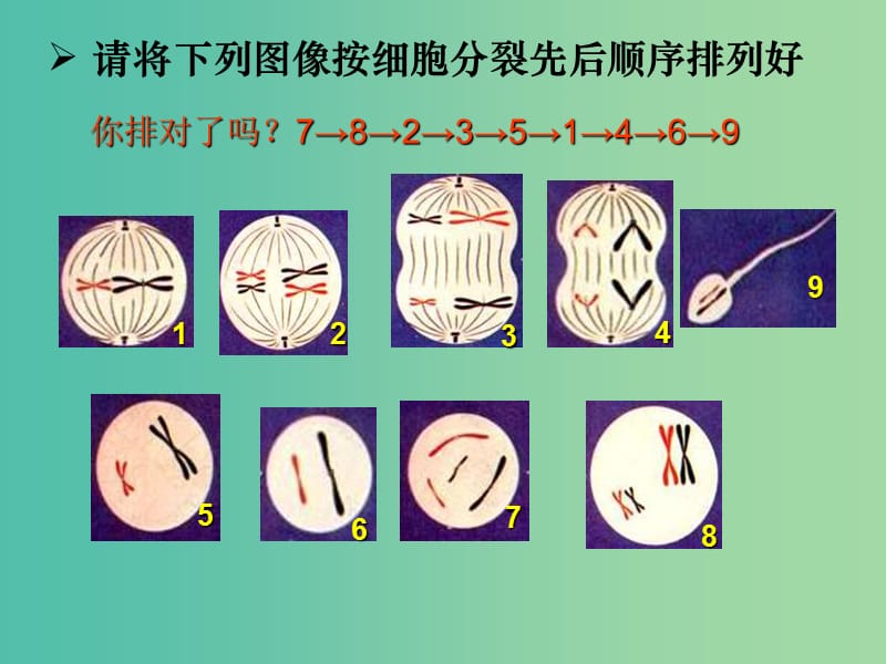 高中生物 2.1减数分裂（3）（部分练习讲评 知识过手）课件 新人教版必修2.ppt_第1页