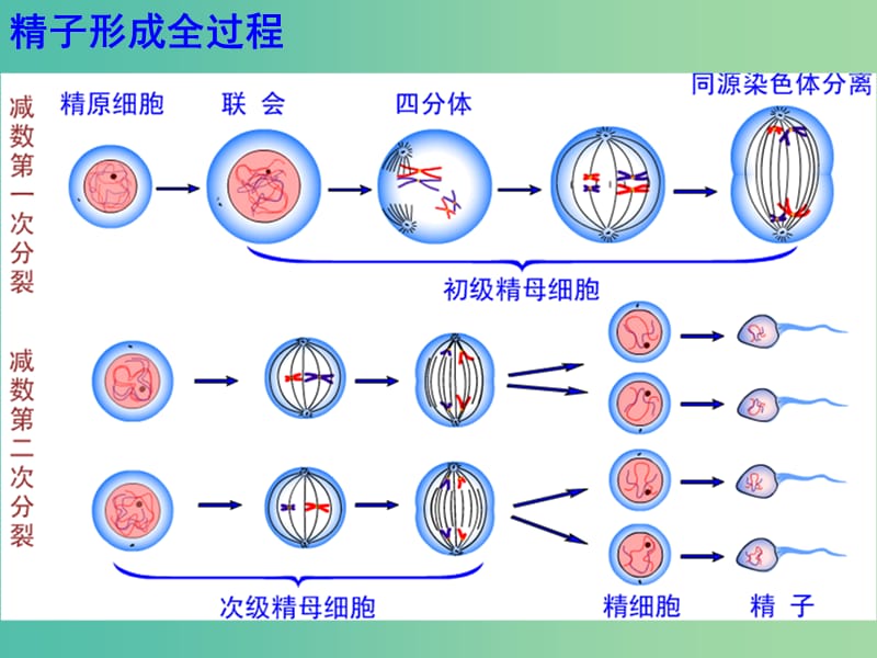 高中生物 2.1减数分裂（3）（部分练习讲评 知识过手）课件 新人教版必修2.ppt_第2页