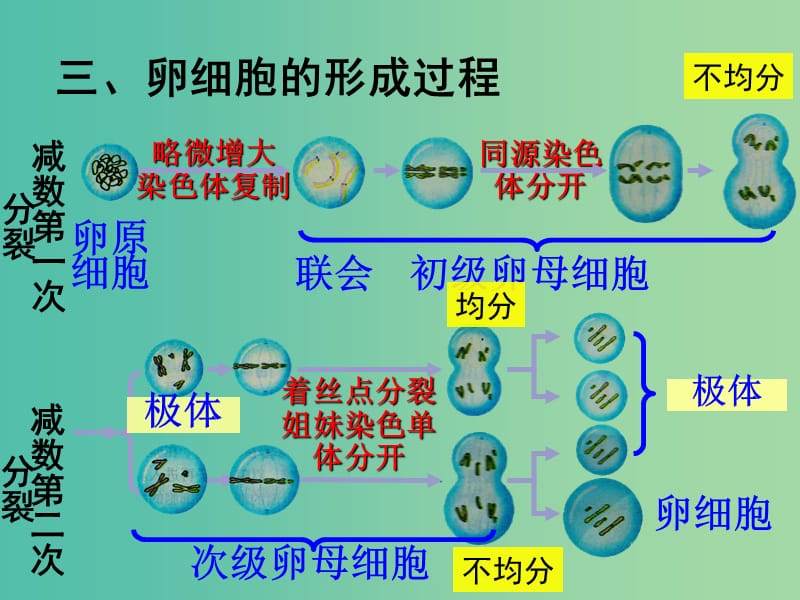 高中生物 2.1减数分裂（3）（部分练习讲评 知识过手）课件 新人教版必修2.ppt_第3页