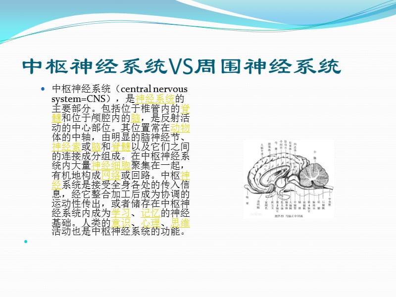 中枢性面瘫与周围性面瘫的区别.ppt_第2页