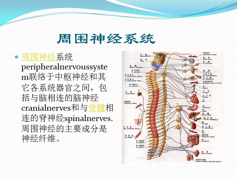 中枢性面瘫与周围性面瘫的区别.ppt_第3页