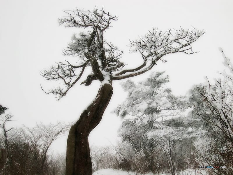 《湖心亭看雪》优秀课件.ppt_第3页