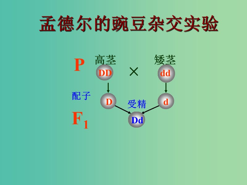 高中生物 2.2 基因在染色体上课件 新人教版必修2.ppt_第3页