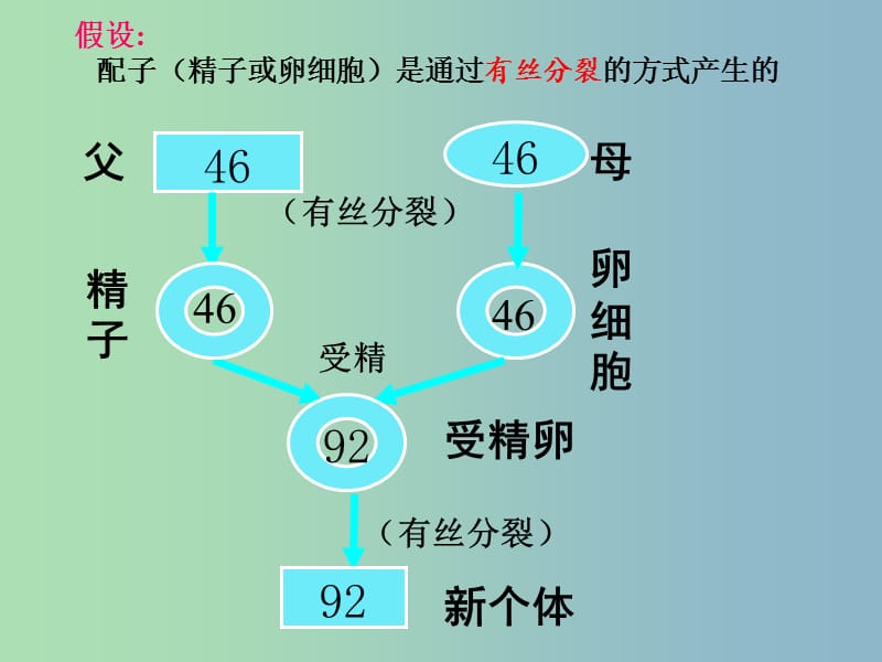 2019版高中生物2.1减数分裂和受精作用课件.ppt_第2页