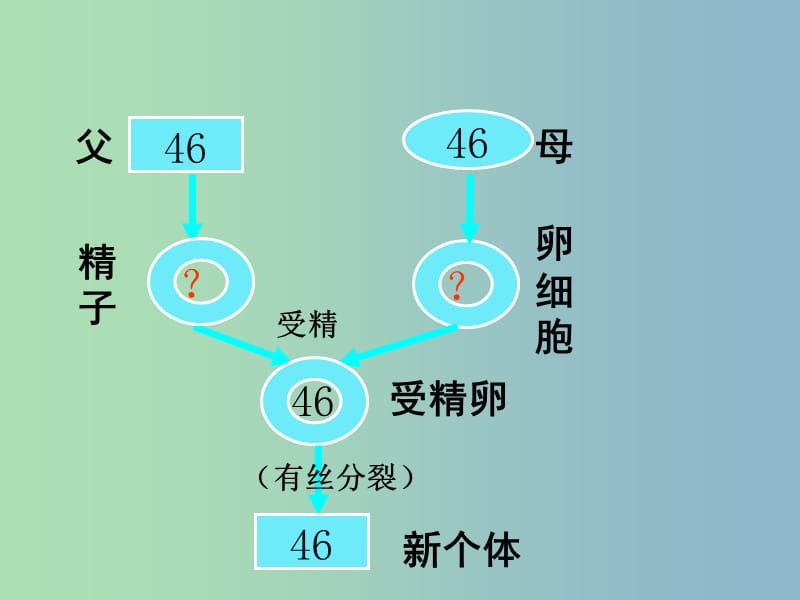 2019版高中生物2.1减数分裂和受精作用课件.ppt_第3页