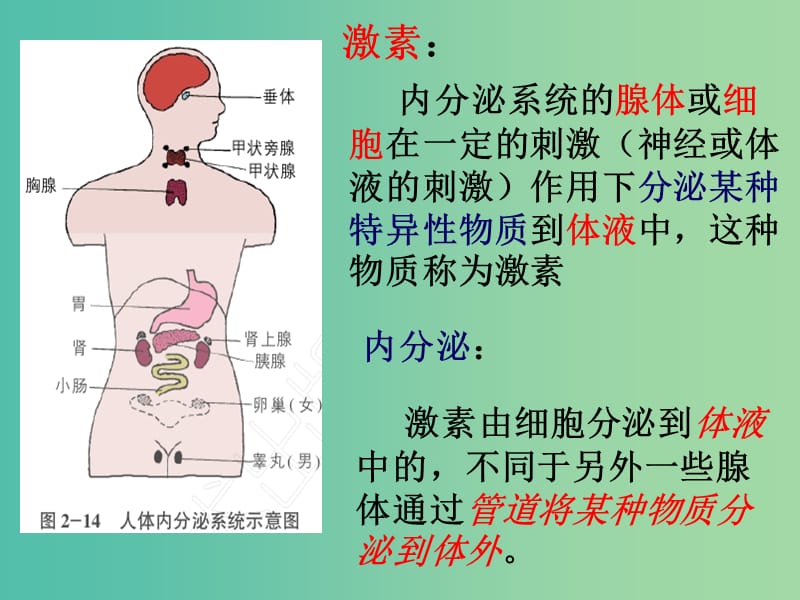 高中生物 第二章 第3节 高等动物的内分泌系统与体液调节课件1 浙教版必修3.ppt_第3页