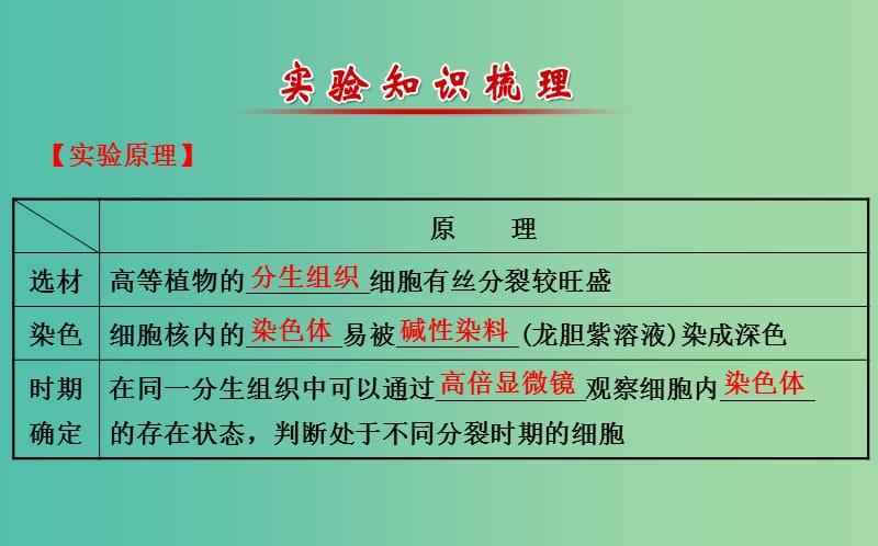 高三生物第一轮复习 第6章 实验：观察根尖分生组织细胞的有丝分裂课件 新人教版必修1.ppt_第3页