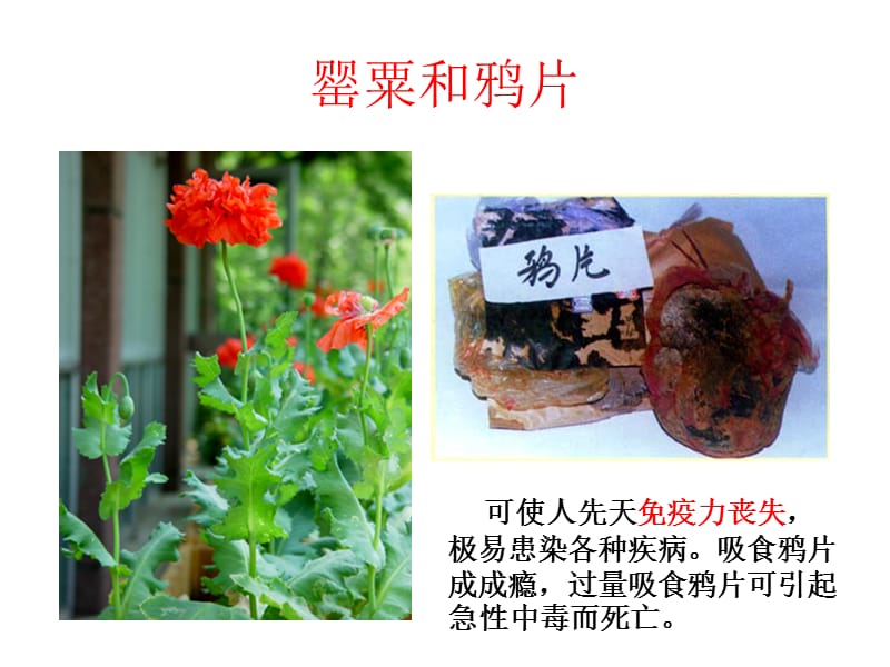 《珍爱生命,远离毒品》.ppt_第3页