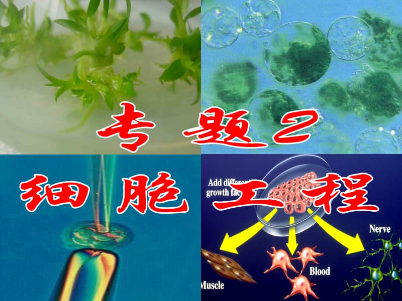 高中生物 2.1 植物细胞工程课件 新人教版必修3.ppt_第1页