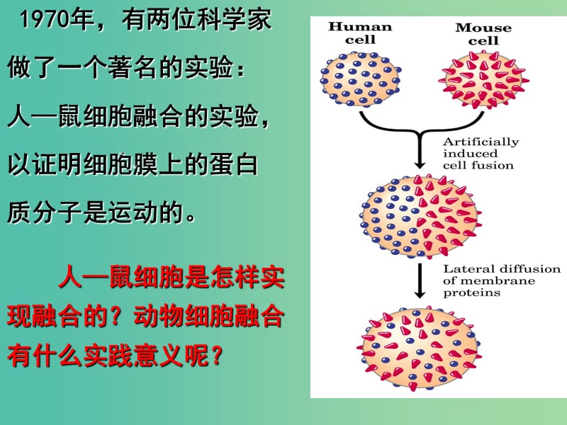 高中生物 专题2 动物细胞的融合与单克隆抗体课件 新人教版必修3.ppt_第1页