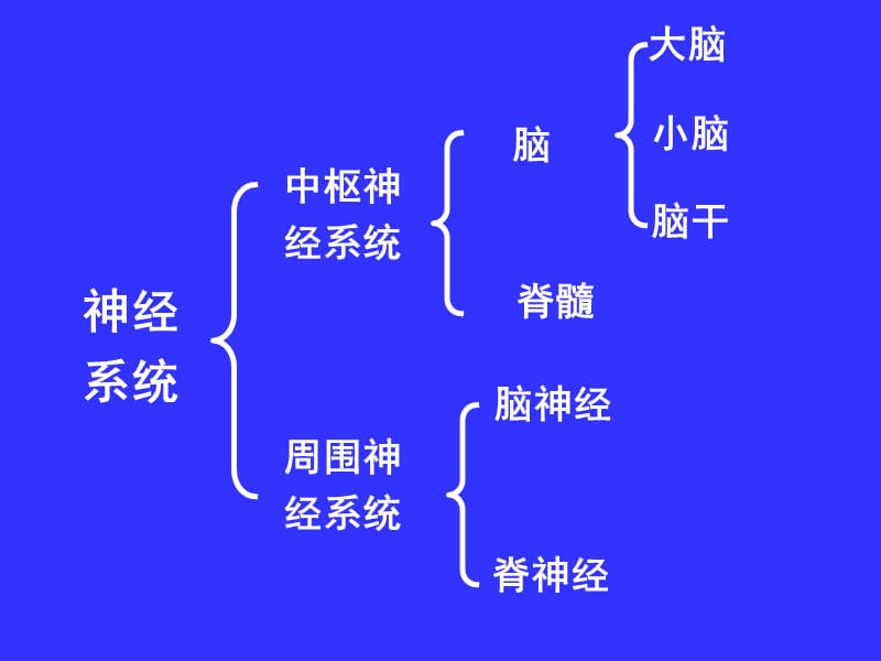 中枢神经系统(系统解剖学)PPT课件.ppt_第2页