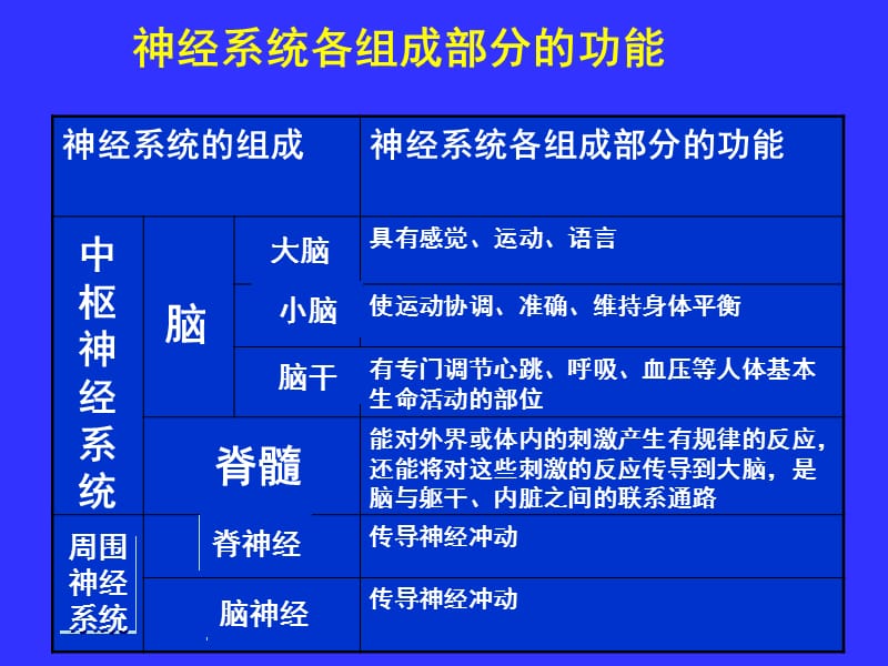 中枢神经系统(系统解剖学)PPT课件.ppt_第3页