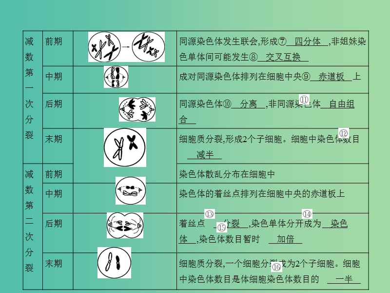 高三生物一轮复习 遗传的细胞基础课件 新人教版.ppt_第3页