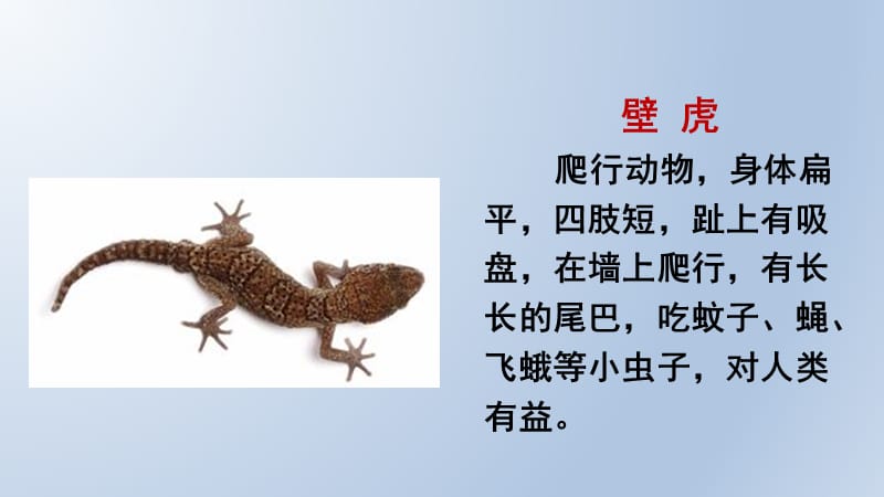 《课文小壁虎借尾巴》.ppt_第3页