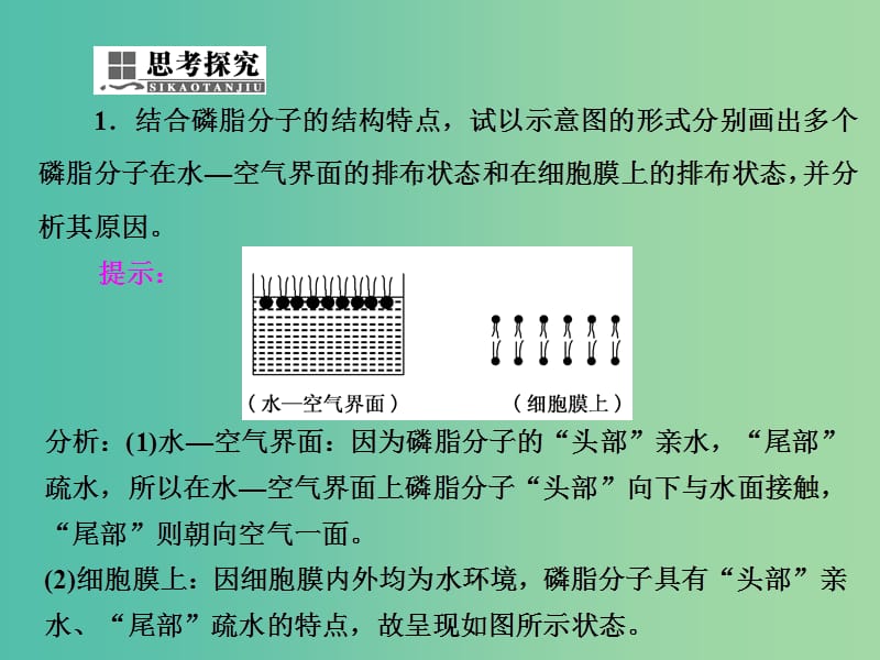 高中生物第4章细胞的物质输入和输出第2节生物膜的流动镶嵌模型第2节物质跨膜运输的方式课件新人教版.ppt_第3页