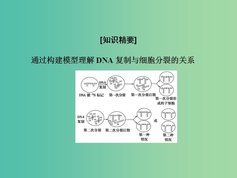 高考生物一轮复习 名师讲堂3 DNA复制与细胞分裂中染色体标记情况分析课件.ppt_第2页