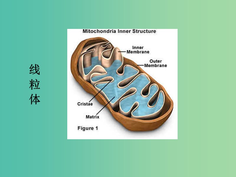 高中生物第一册第3章生命的结构基础3.2细胞核和细胞器课件2沪科版.ppt_第2页