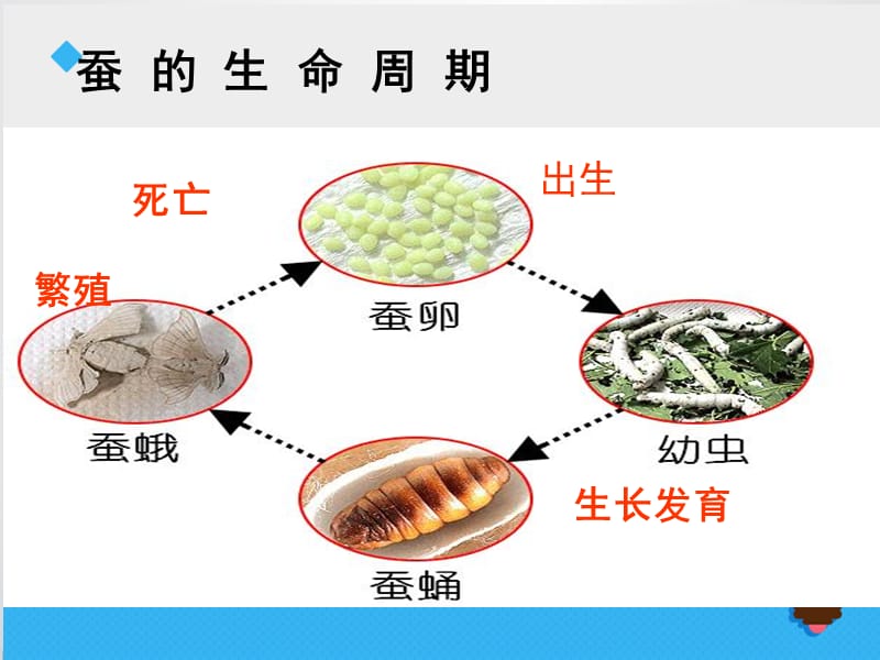 《其他动物的生命周期》课件.ppt_第2页