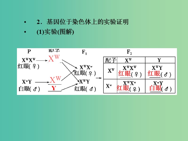 高考生物一轮总复习 第五单元 第三讲 基因在染色体上与伴性遗传课件.ppt_第3页