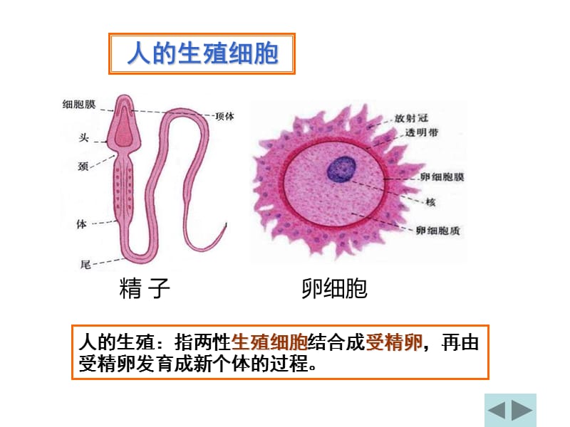 《人的生殖》PPT课件.ppt_第3页