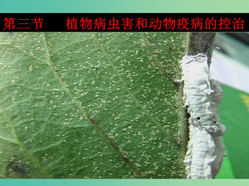 高中生物第一单元生物科学与农业第一章生物科学与动植物生产1.2植物病虫草害的综合防治1课件中图版.ppt_第1页