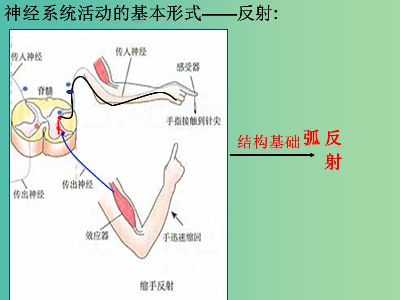 高中生物 22 神经系统的结构和功能课件 浙科版必修2.ppt_第3页