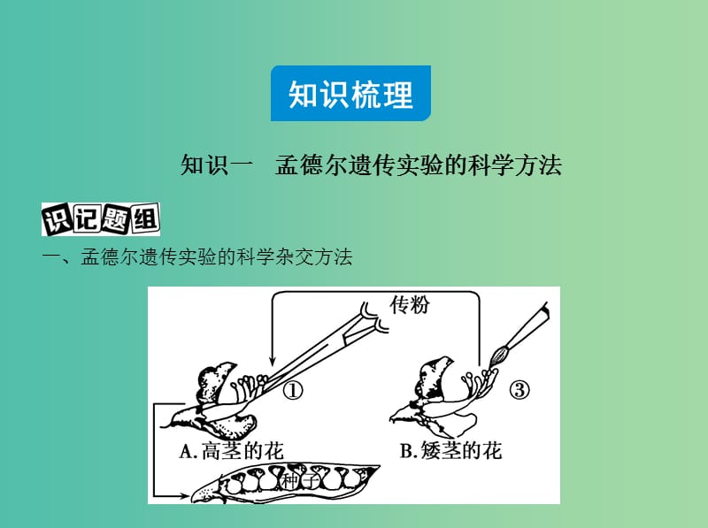 高三生物第一轮复习 第5单元 第14讲 基因的分离定律课件 新人教版.ppt_第2页