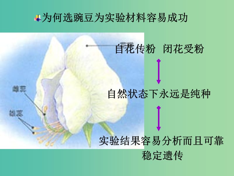 高中生物 1.1 孟德尔的豌豆杂交实验（一）课件 新人教版必修2.ppt_第3页