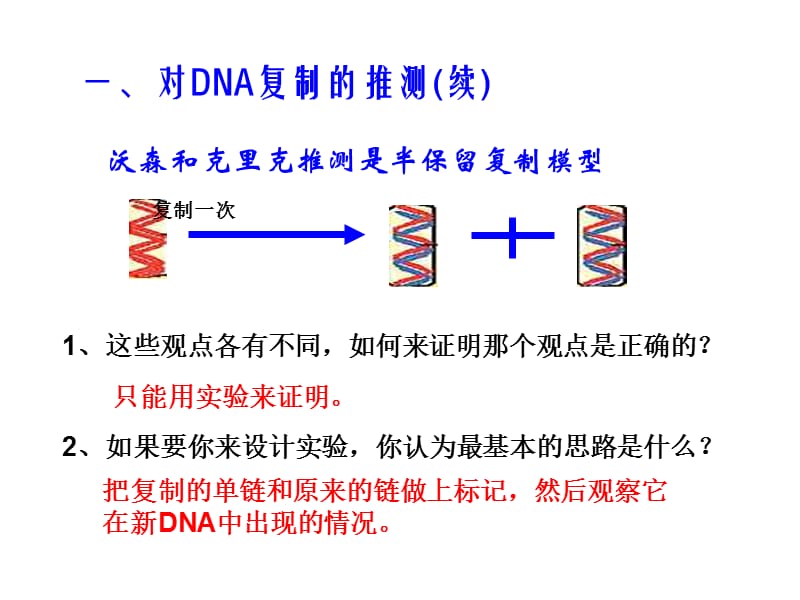 《DNA的复制》PPT课件.ppt_第3页