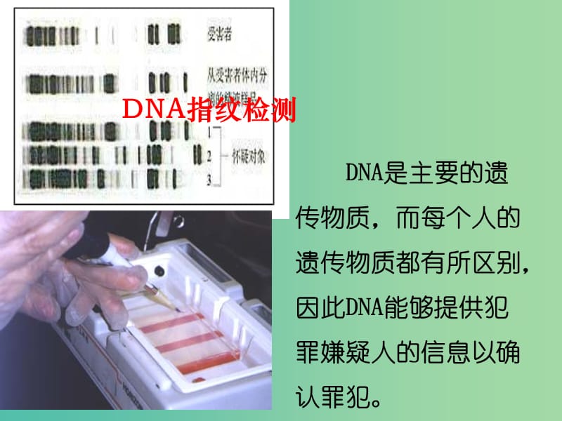 高中生物 2.3 遗传信息的携带者——核酸课件 新人教版必修1.ppt_第2页