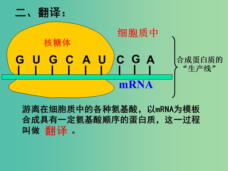 高中生物 4.1基因知道蛋白质的合成（第2课时）课件 新人教版必修2.ppt_第3页