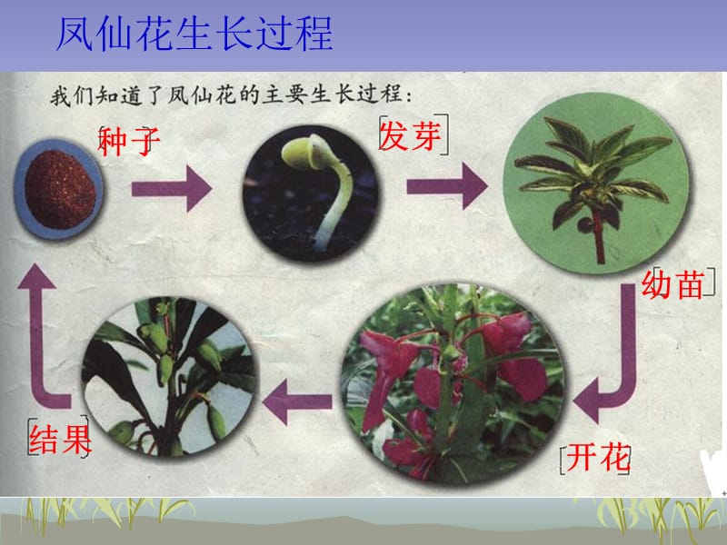 《植物的生长变化》.ppt_第2页