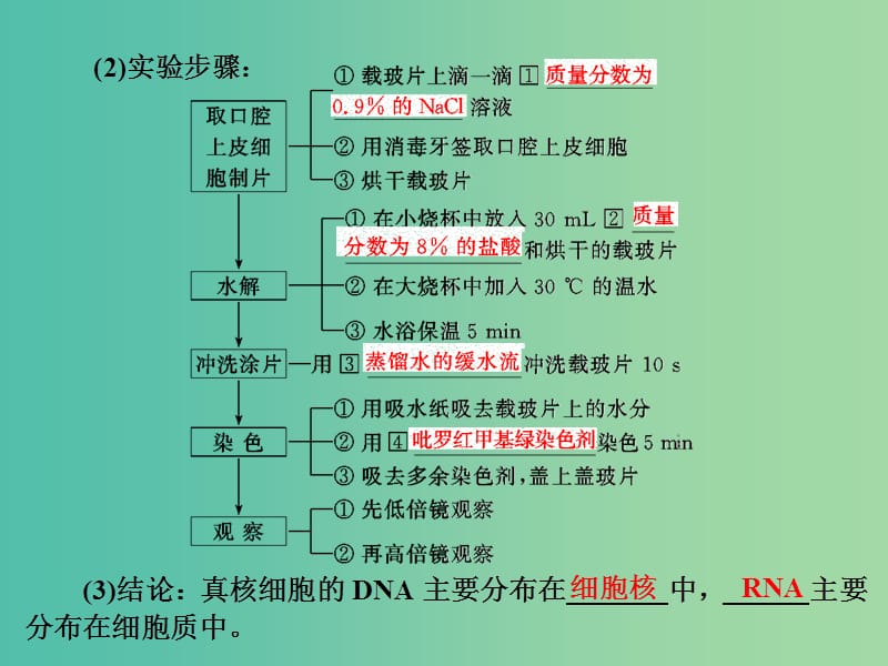 高中生物第2章组成细胞的分子第3节遗传信息的携带者--核酸课件新人教版.ppt_第3页