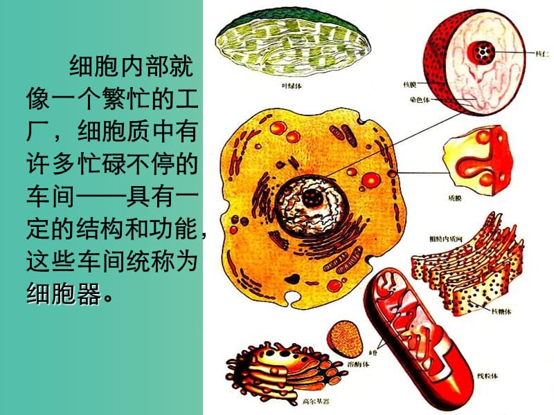 高中生物 3.2 细胞器——系统内的分工合作课件 新人教版必修1.ppt_第3页