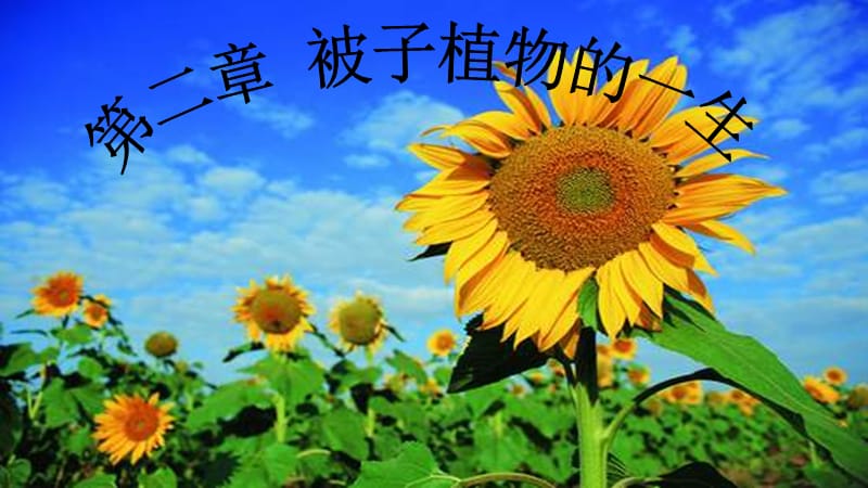 《被子植物的一生》复习课件.ppt_第1页