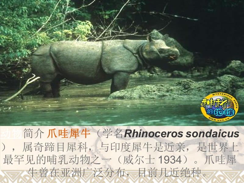 世界十大珍稀动物及中国珍稀动物图片展示.ppt_第2页