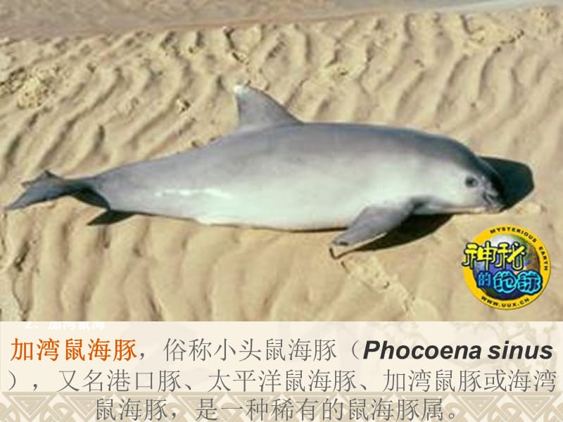 世界十大珍稀动物及中国珍稀动物图片展示.ppt_第3页