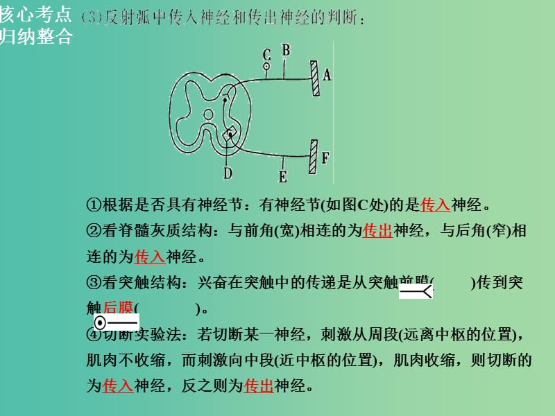 高三生物二轮复习 第一部分 知识落实篇 专题五 生命活动的调节 第1节 人和动物生命活动的调节课件.ppt_第3页