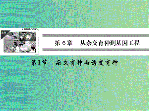 高中生物 6.1雜交育種與誘變育種課件 新人教版必修2.ppt