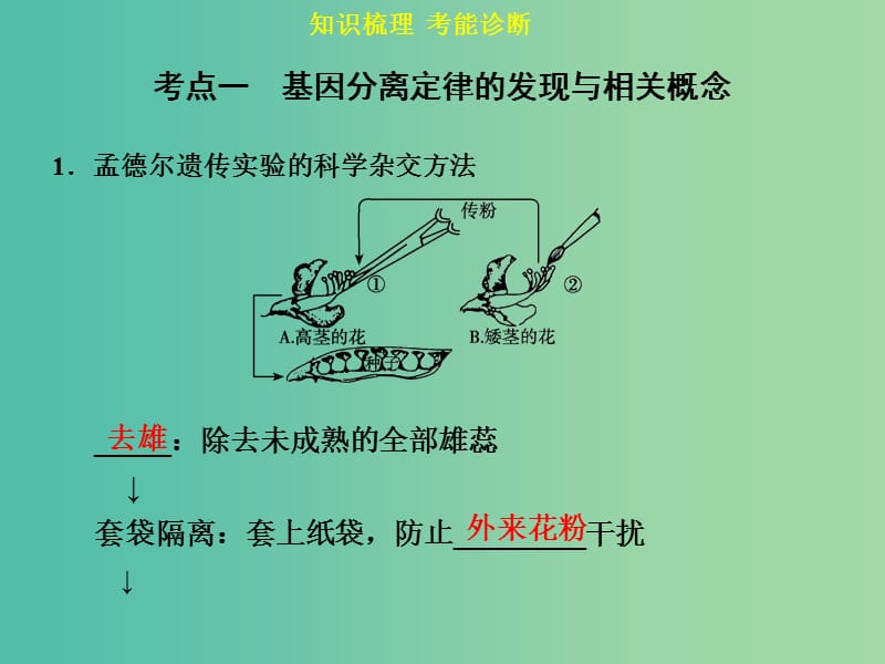 高考生物一轮复习 第五单元 第1讲 基因的分离定律课件.ppt_第3页