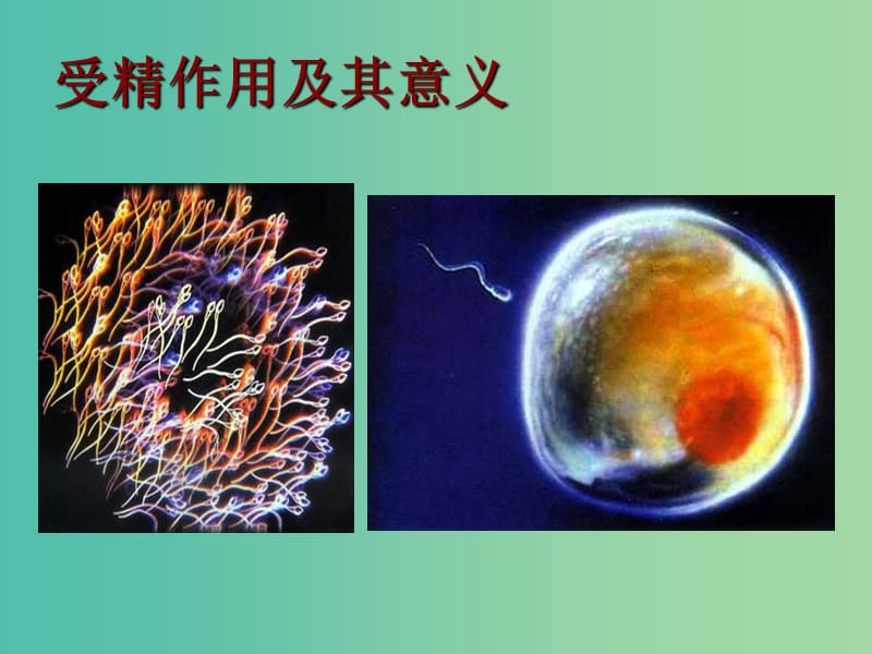 高中生物 2.2 有性生殖课件 苏教版必修2.ppt_第1页