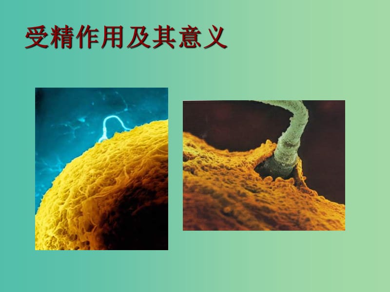 高中生物 2.2 有性生殖课件 苏教版必修2.ppt_第2页